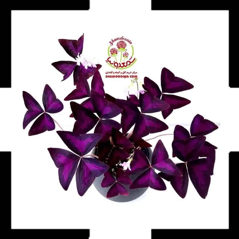 اگزالیس هلندی دو رنگ | دوستی بنفش‌ و سبزرنگ عشق