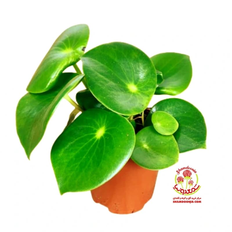 🌱 پپرومیا قطره باران سایز 10 | گیاه آپارتمانی مقاوم با برگ‌های ابلق | ارسال فوری — تصویر ۲