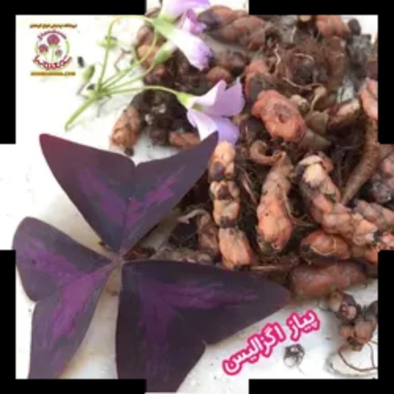 هشت پیاز گیاه اگزالیس ( اکسالیس )؛ خرید، کاشت و نگهداری این گیاه خاص — تصویر ۲