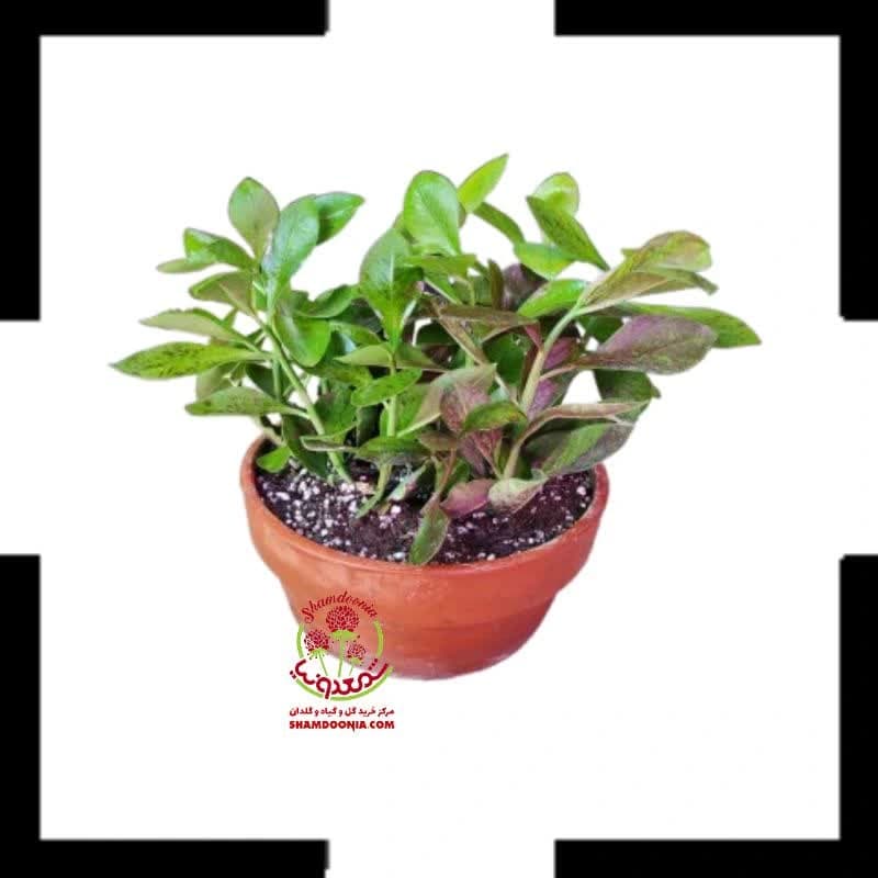 گیاه فردوس (افوربیا گرانتی) | Euphorbia Grantii مقاوم و خاص برای آپارتمان