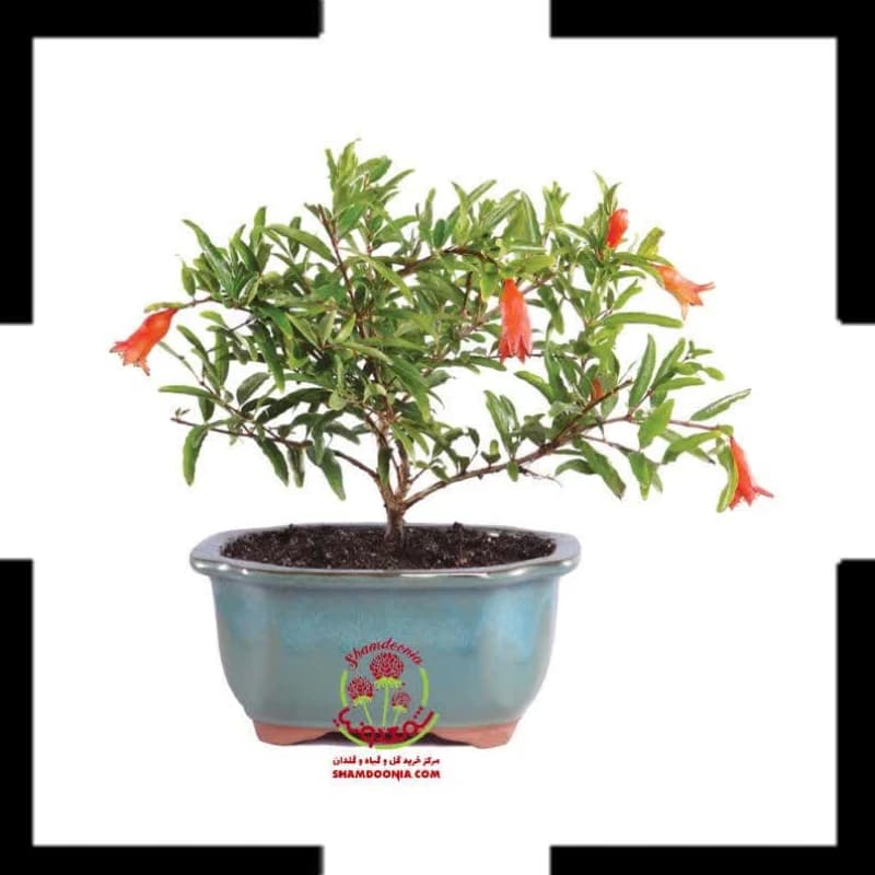 🌳 انار زینتی | درختچه مینیاتوری میوه‌ده + هدیه شگفت‌انگیز طبیعت در خانه شما! 🌳