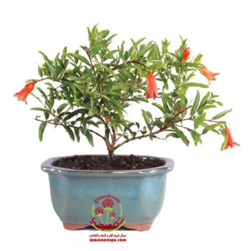 🌳 انار زینتی | درختچه مینیاتوری میوه‌ده + هدیه شگفت‌انگیز طبیعت در خانه شما! 🌳 — تصویر ۲