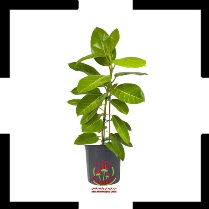 🌿 فیکوس آلتیسیما طلایی | گیاه آپارتمانی مجلل با برگهای ابلق + ارسال ویژه 🌿
