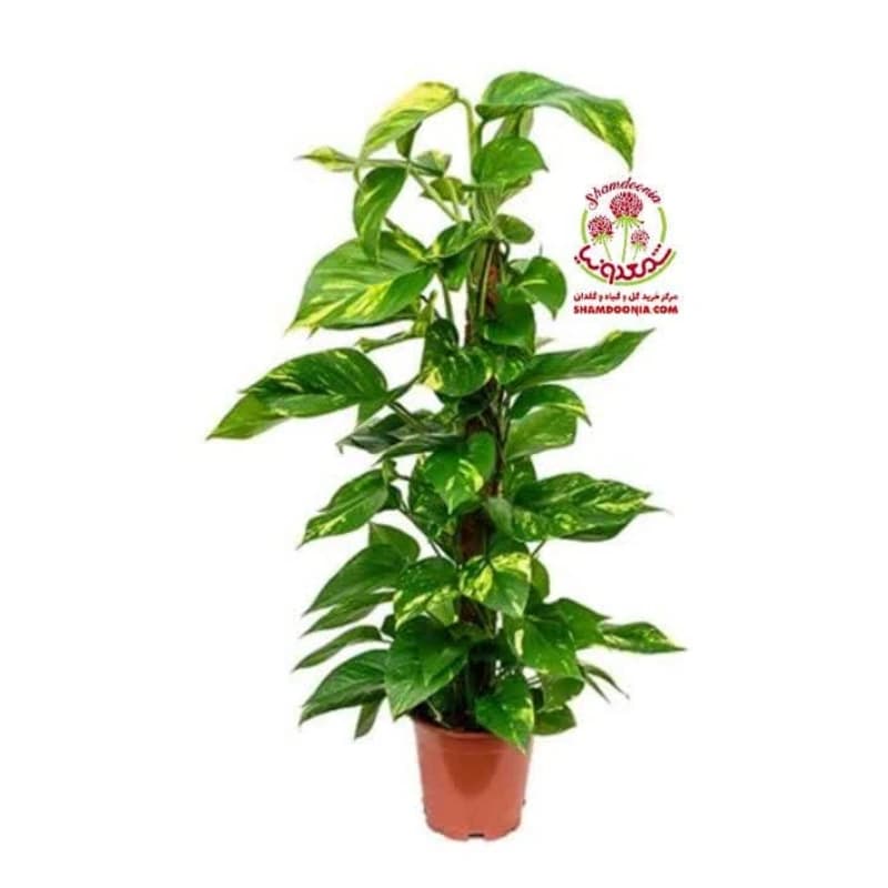 🌿 پتوس خزه‌دار | گیاه آپارتمانی بالارونده + داربست خزه طبیعی 🌿 — تصویر ۲