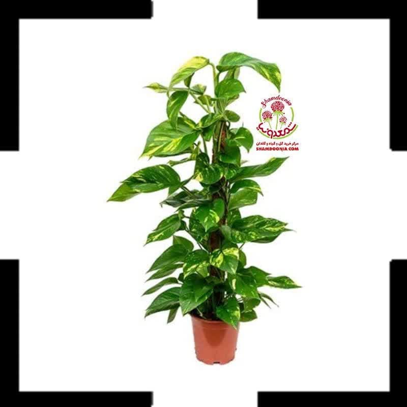 🌿 پتوس خزهدار | گیاه آپارتمانی بالارونده + داربست خزه طبیعی 🌿