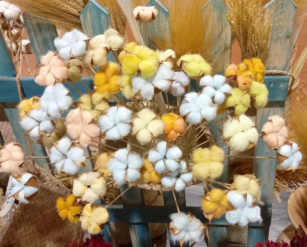 گل پنبه تک شاخه