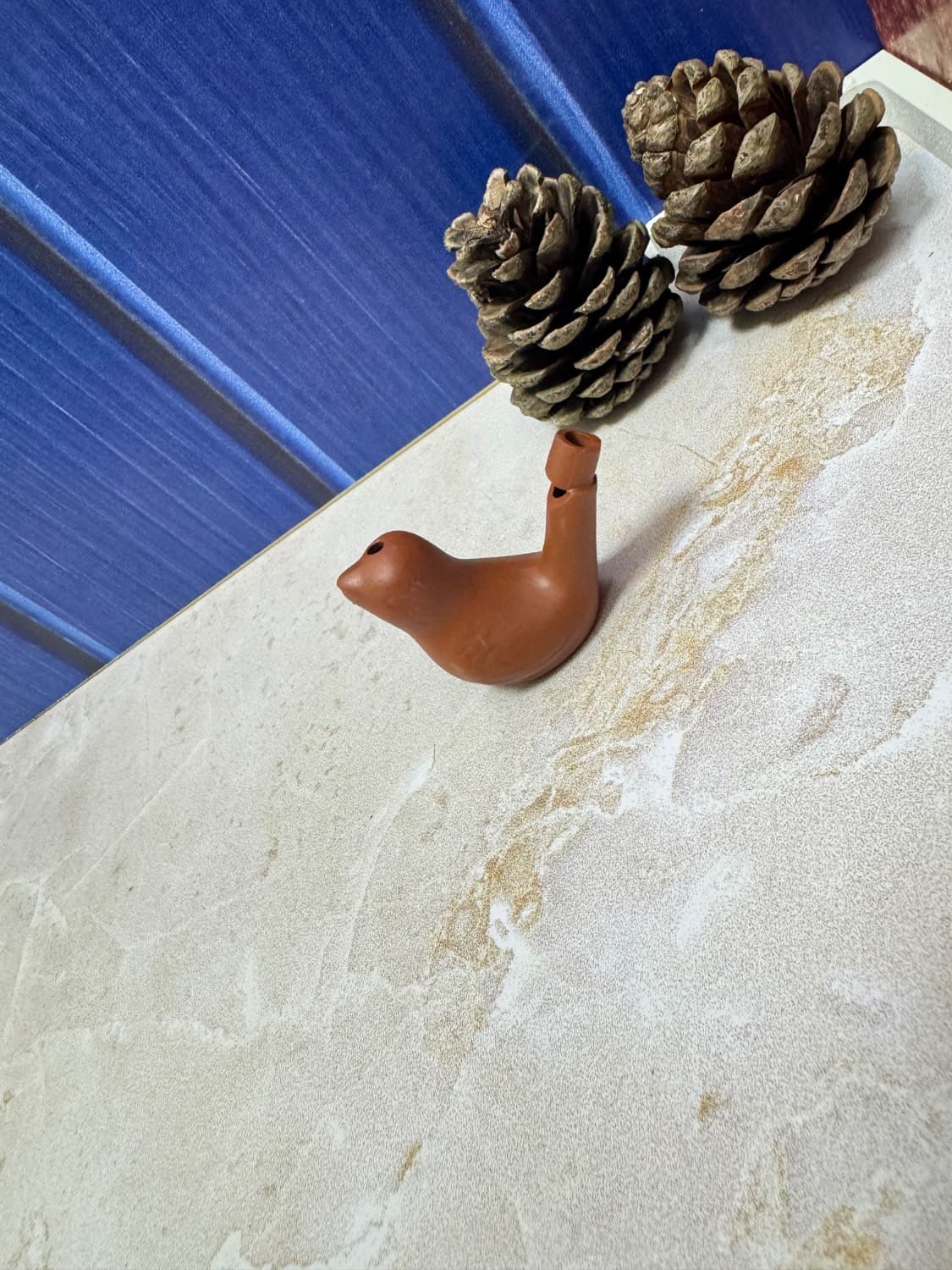 سوت بلبلی آبی — تصویر ۲