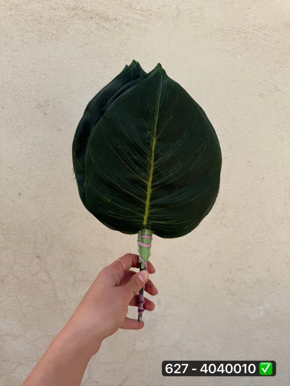 برگ پتوس ایرانی ( بسته 20 تایی ) — تصویر ۲