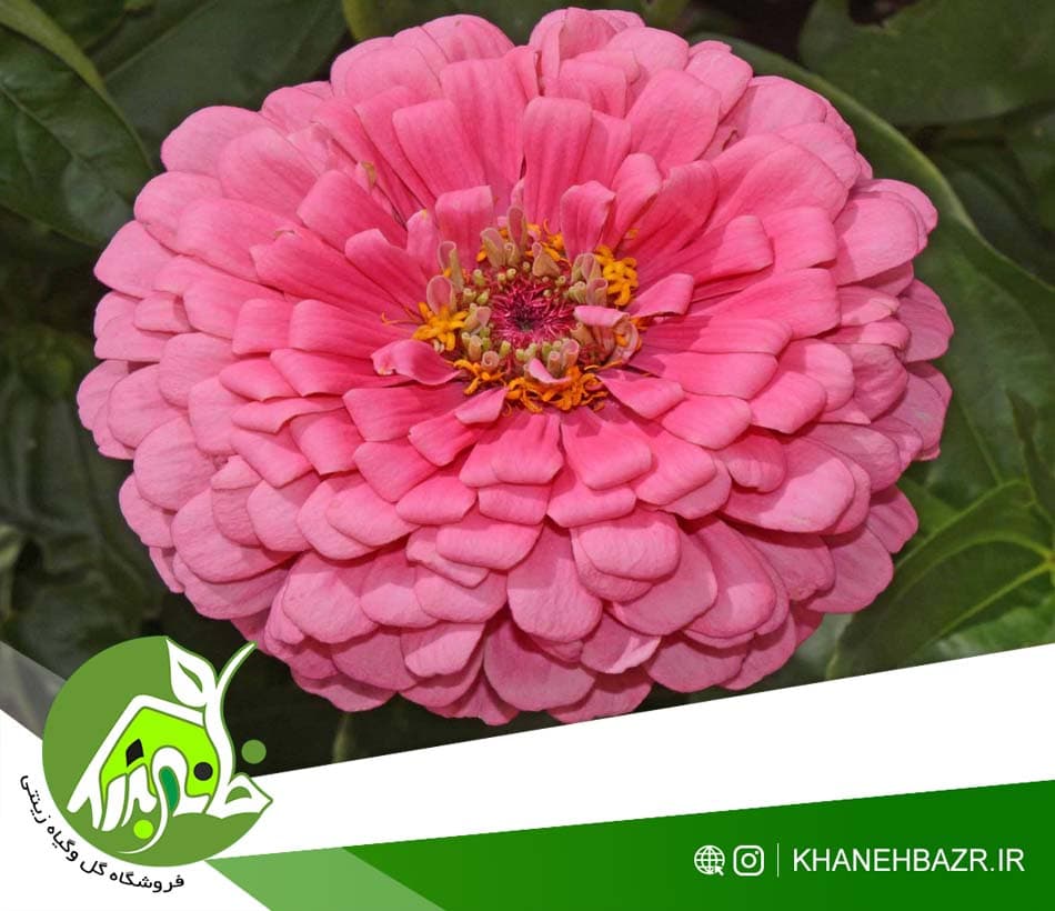 بذر گل آهار میکس20 عددی — تصویر ۳