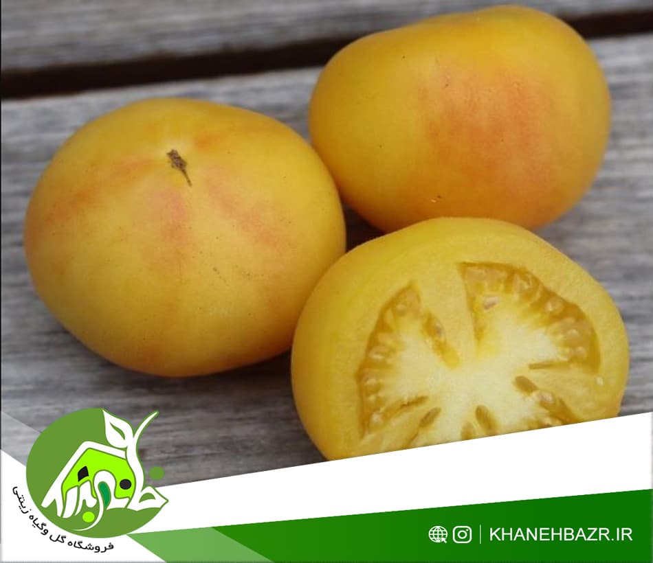 بذر گوجه فرنگی هلویی 5 عدد — تصویر ۲