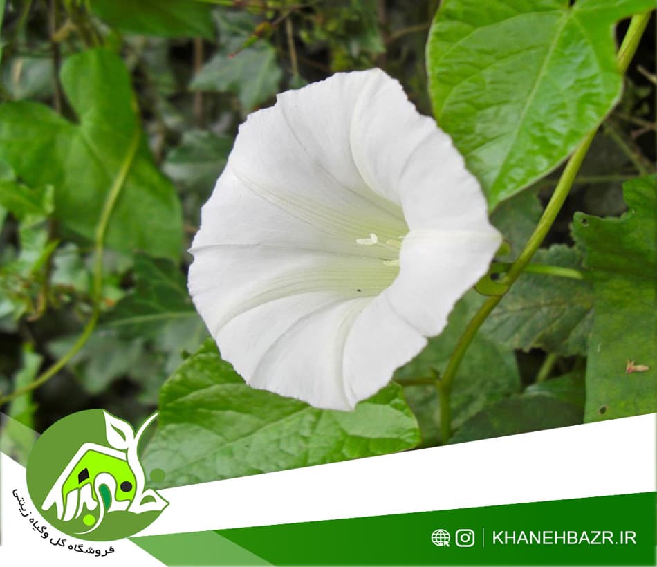 خاص ترین پکیج بذر نیلوفر — تصویر ۳