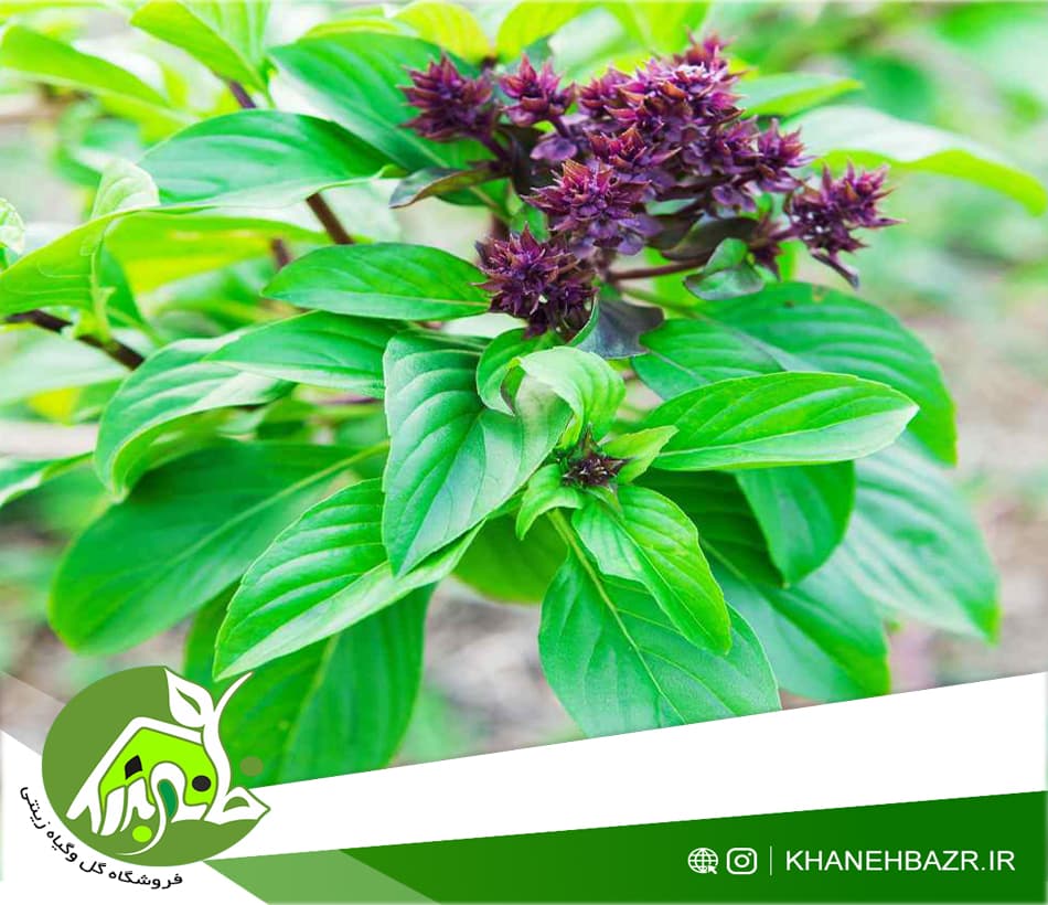 بذر ریحان دارچینی 50 عددی
