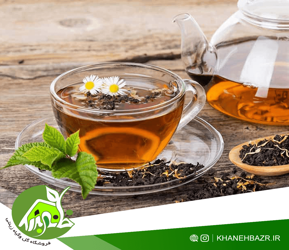 چای بهاره 1405 قلم لاهیجان — تصویر ۲