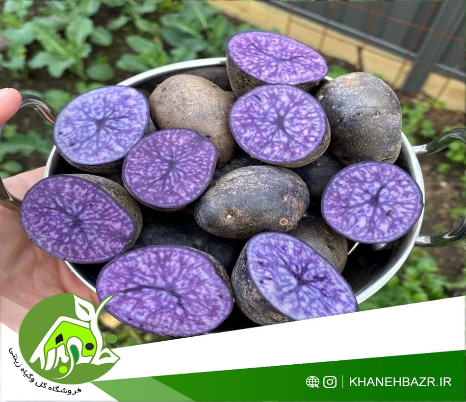 بذر سیب زمینی بنفش — تصویر ۲
