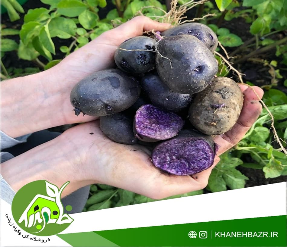 بذر سیب زمینی بنفش
