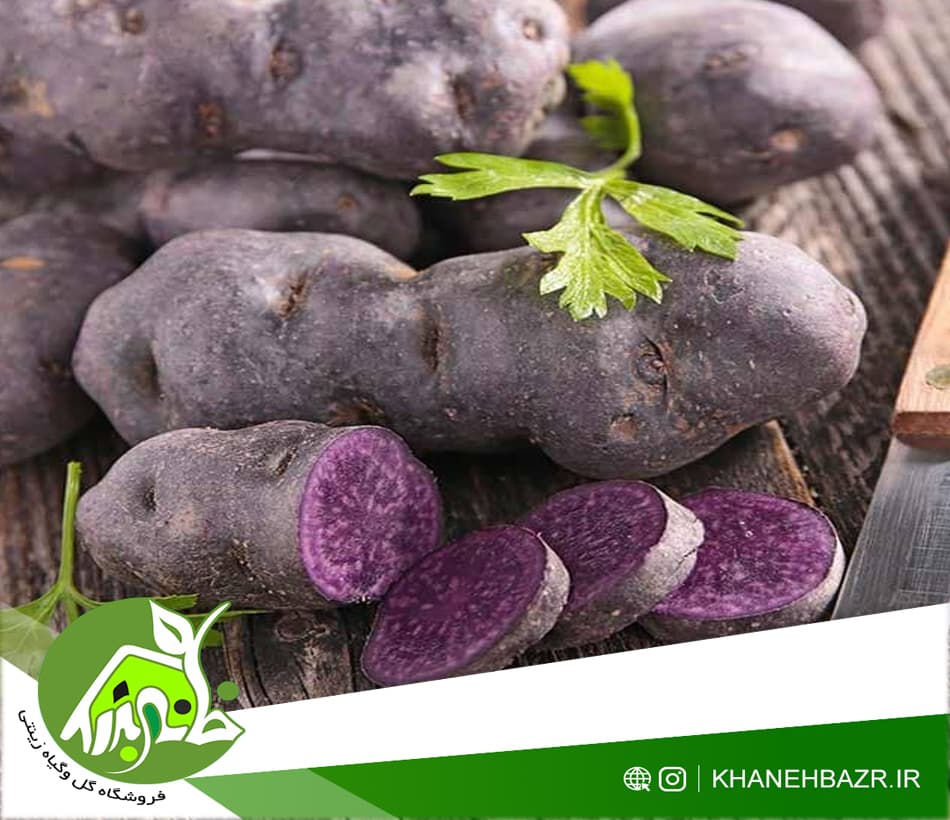 بذر سیب زمینی بنفش — تصویر ۳