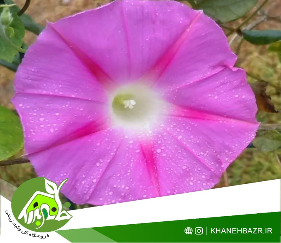 بذر پیچک نیلوفر صورتی 5 عددی — تصویر ۴