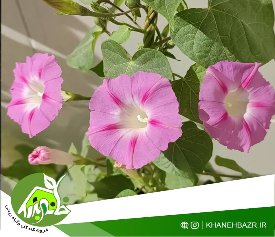 بذر پیچک نیلوفر صورتی 5 عددی