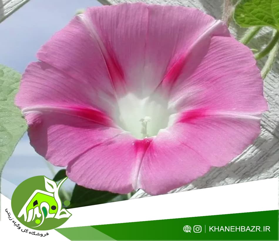 بذر پیچک نیلوفر صورتی 5 عددی — تصویر ۲