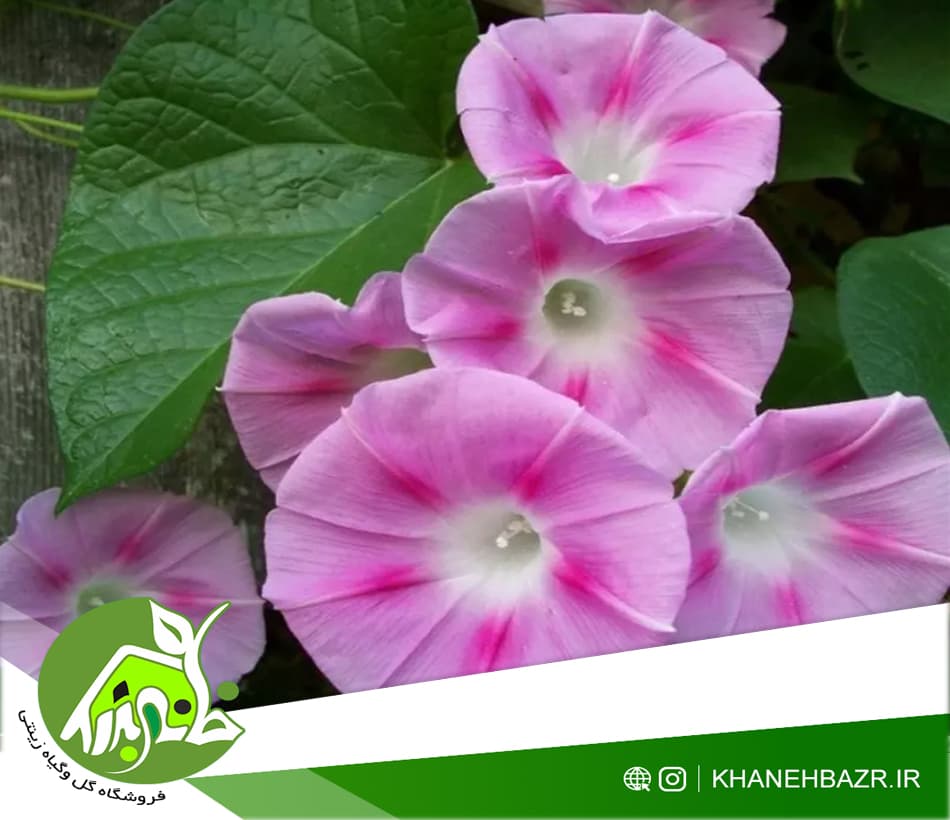 بذر پیچک نیلوفر صورتی 5 عددی — تصویر ۳