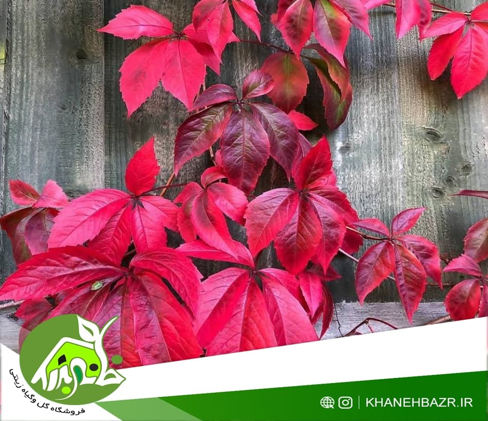 بذر پیچک خزنده ویرجینیا 5 عدد