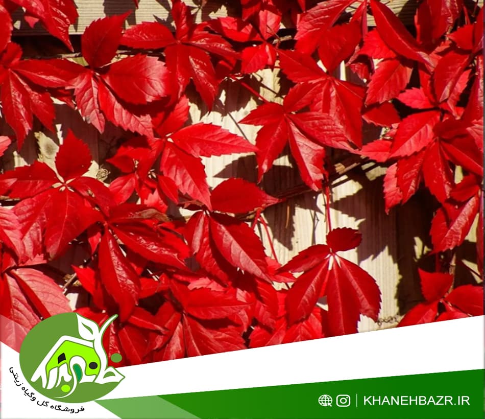 بذر پیچک خزنده ویرجینیا 5 عدد — تصویر ۲
