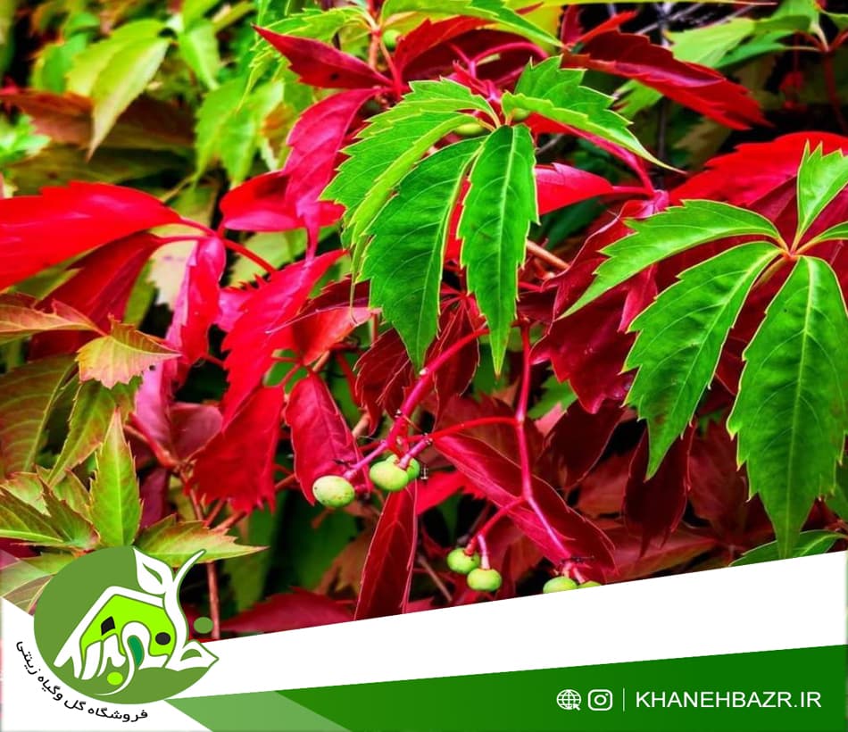 بذر پیچک خزنده ویرجینیا 5 عدد — تصویر ۳