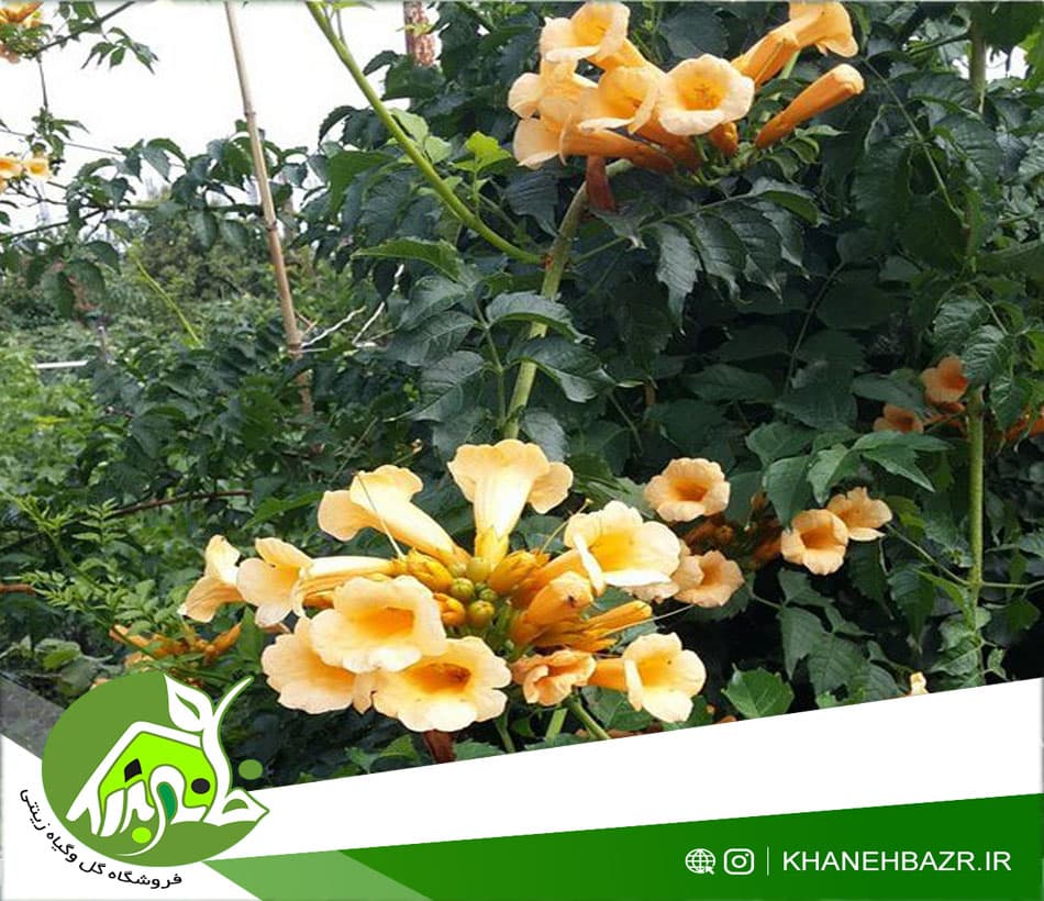 بذر پیچک اناری زرد 10 عددی — تصویر ۴