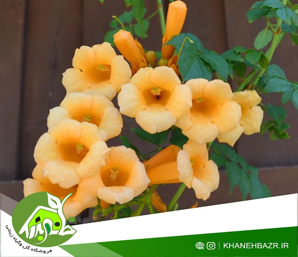بذر پیچک اناری زرد 10 عددی — تصویر ۲