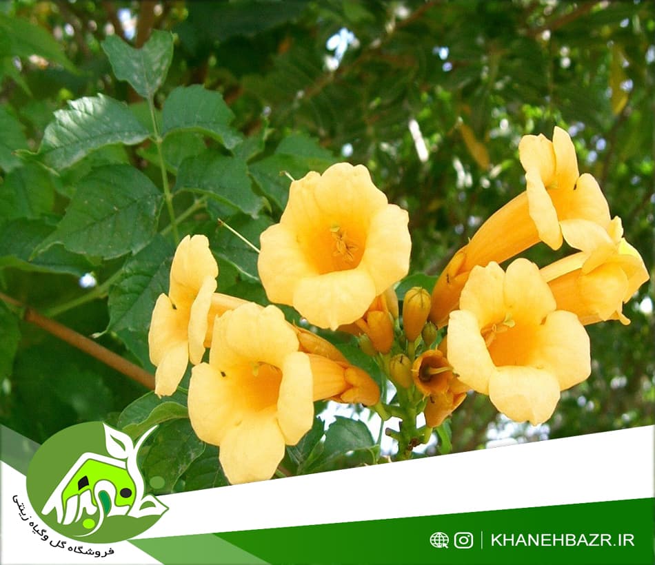 بذر پیچک اناری زرد 10 عددی