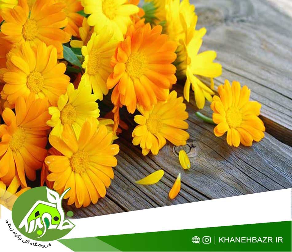 بذر گل همیشه بهار زرد 30عدد — تصویر ۲