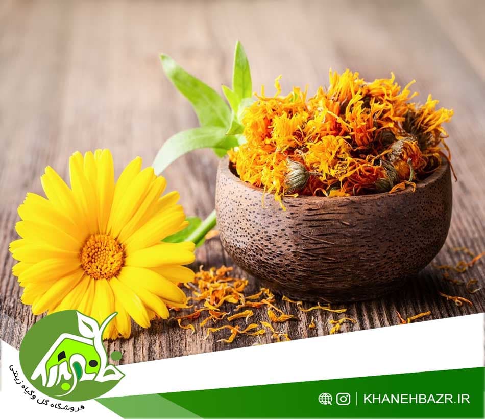 بذر گل همیشه بهار زرد 30عدد