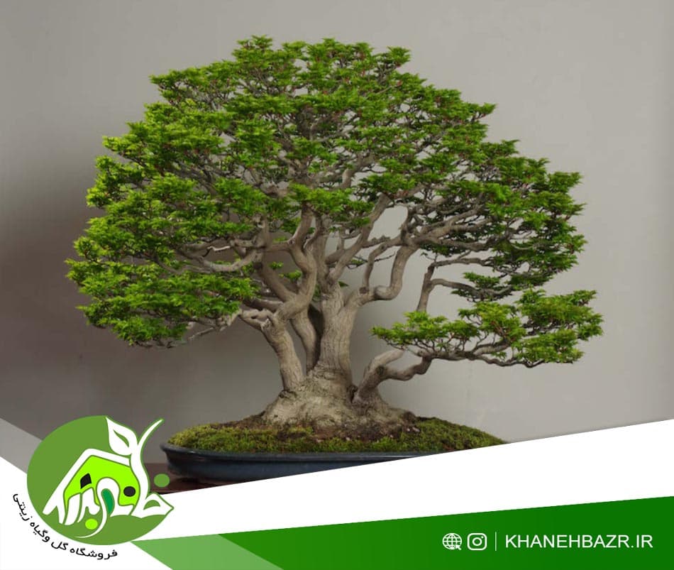 بذر درختچه کاج زرد آمریکایی