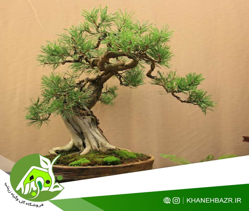 بذر درختچه کاج سفید زرین