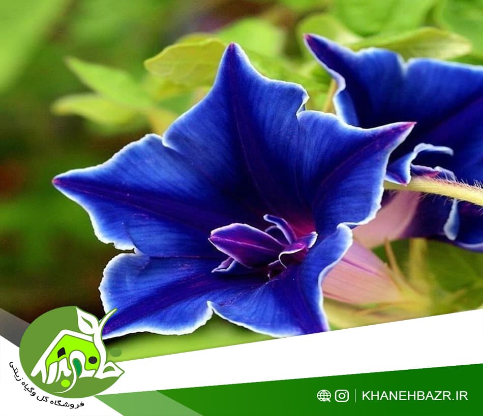 بذر پیچک کی کیو ژاپنی آبی — تصویر ۲