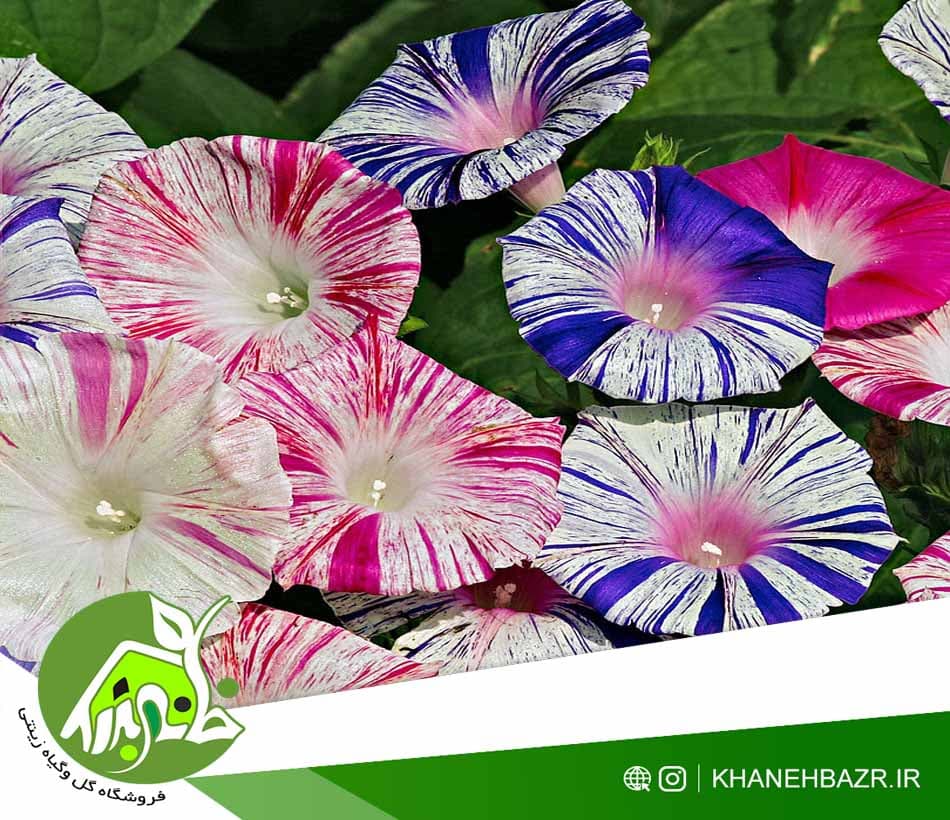 بذر کارناوال ونیز صورتی و آبی — تصویر ۲