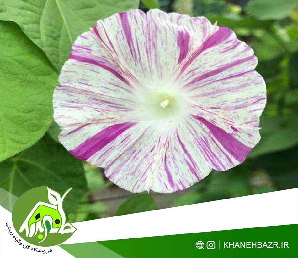 بذر پیچک کارناوال ونیز صورتی