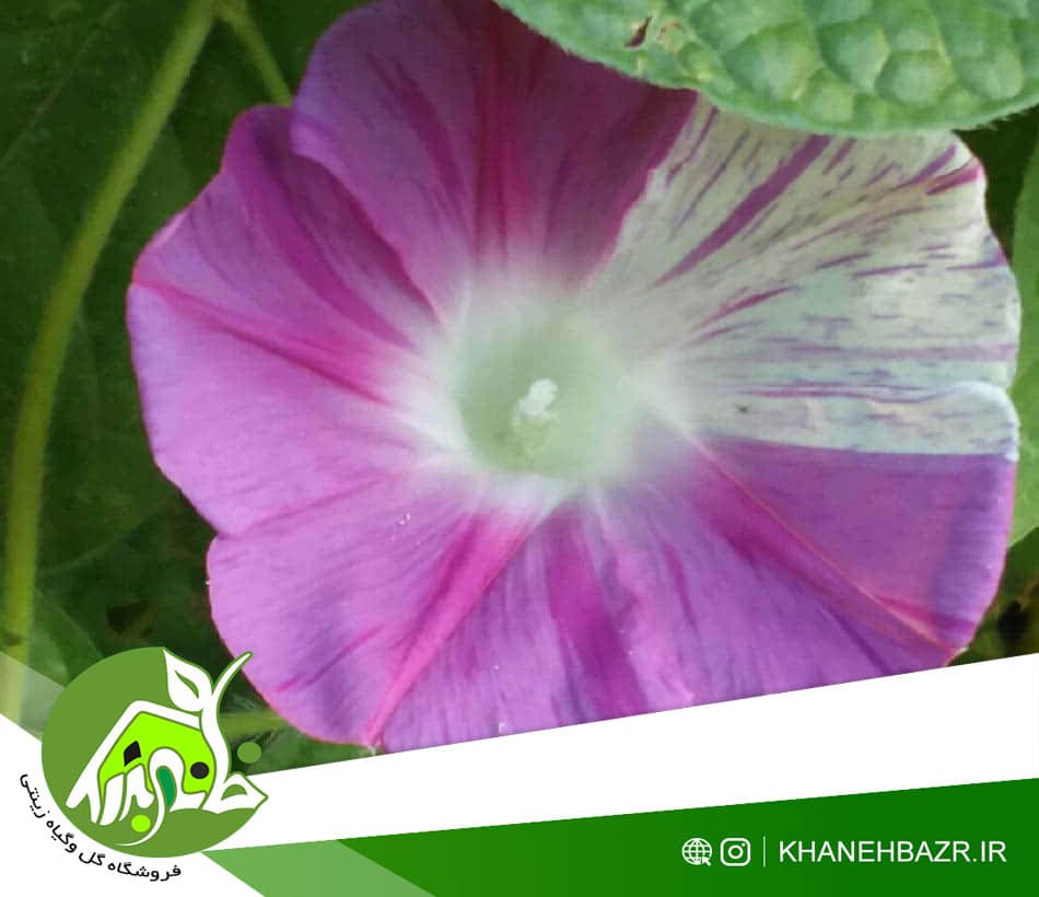 بذر پیچک کارناوال ونیز صورتی — تصویر ۴