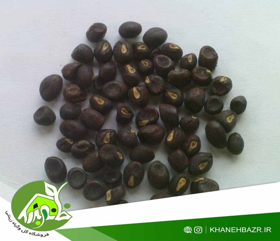بذر گل فردوسی 5 عدد — تصویر ۳