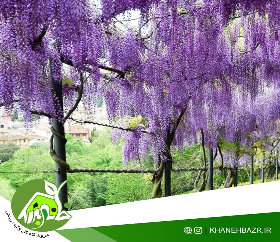 بذر ویستریا ژاپنی یا گلیسین 3عدد — تصویر ۲