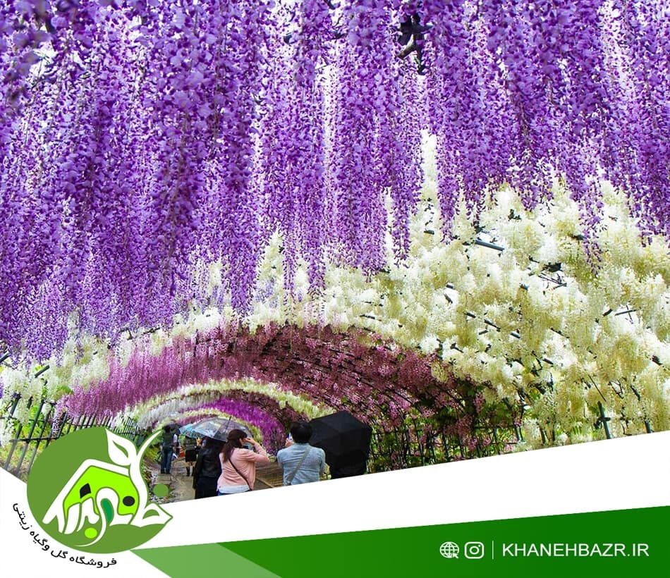 بذر ویستریا ژاپنی یا گلیسین 3عدد — تصویر ۳