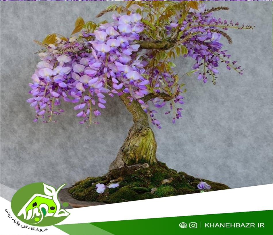 بذر ویستریا ژاپنی یا گلیسین 3عدد — تصویر ۵