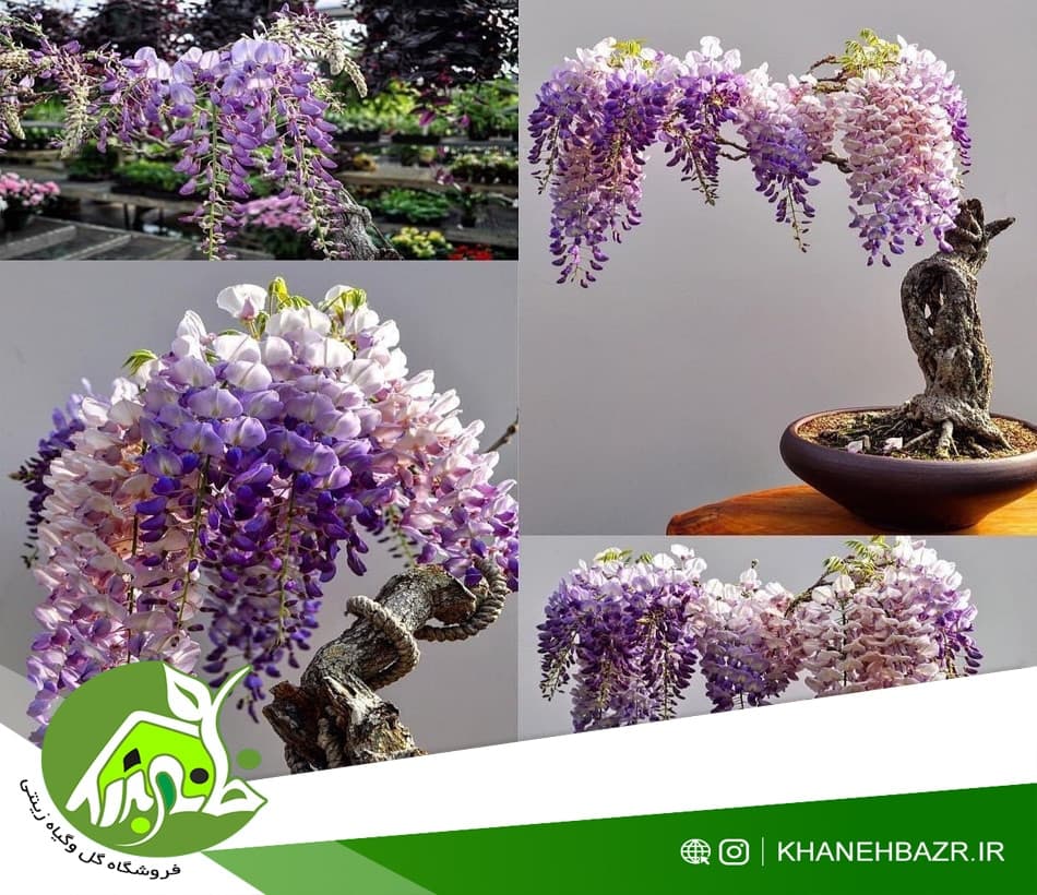 بذر ویستریا ژاپنی یا گلیسین 3عدد — تصویر ۴