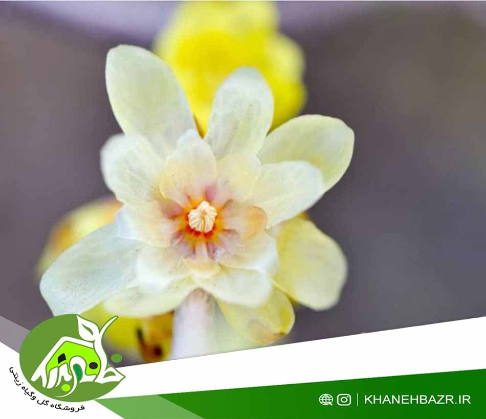 بذر درختچه گل یخ — تصویر ۳