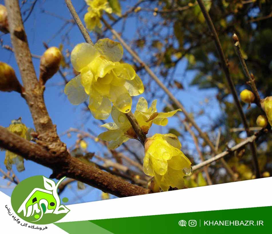 بذر درختچه گل یخ — تصویر ۲