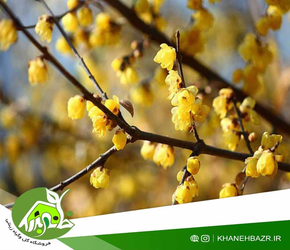 بذر درختچه گل یخ