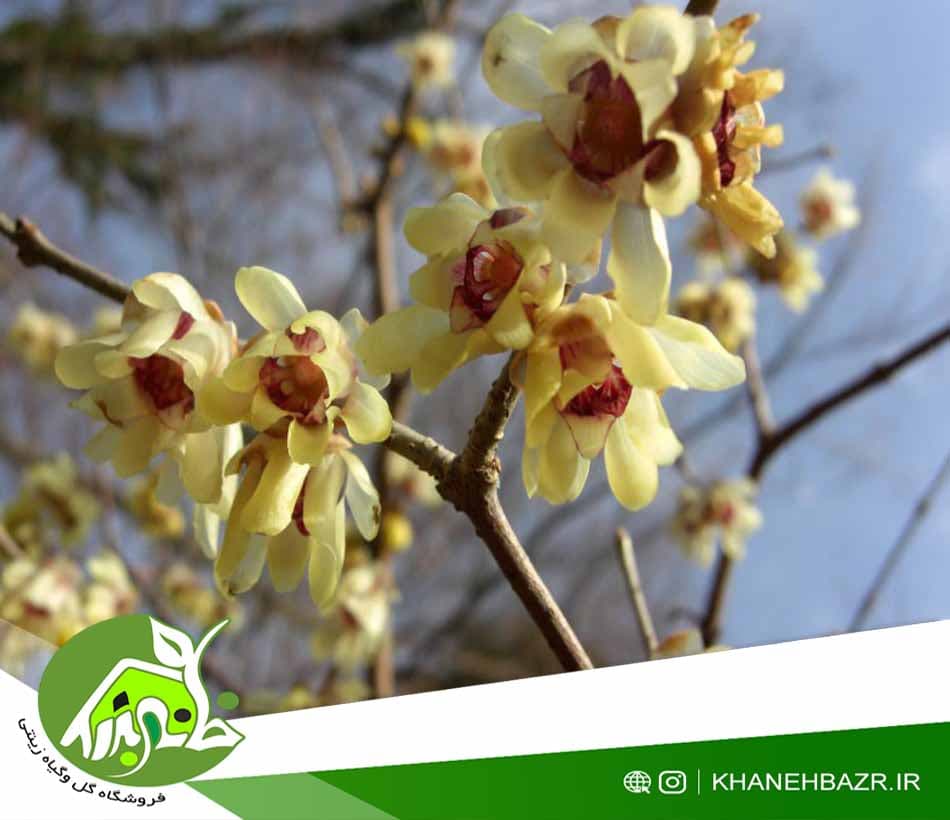 بذر درختچه گل یخ — تصویر ۴