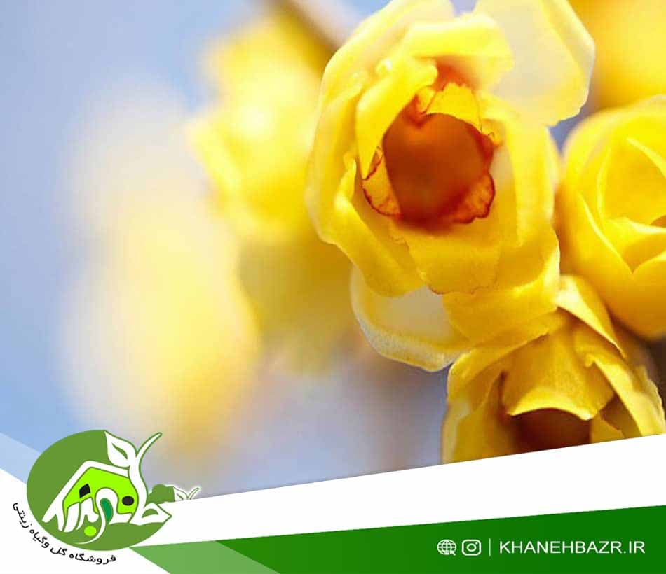 بذر درختچه گل یخ — تصویر ۵