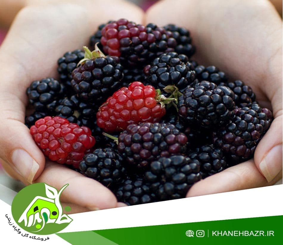 بذر تمشک یا بلک بری 5 عددی