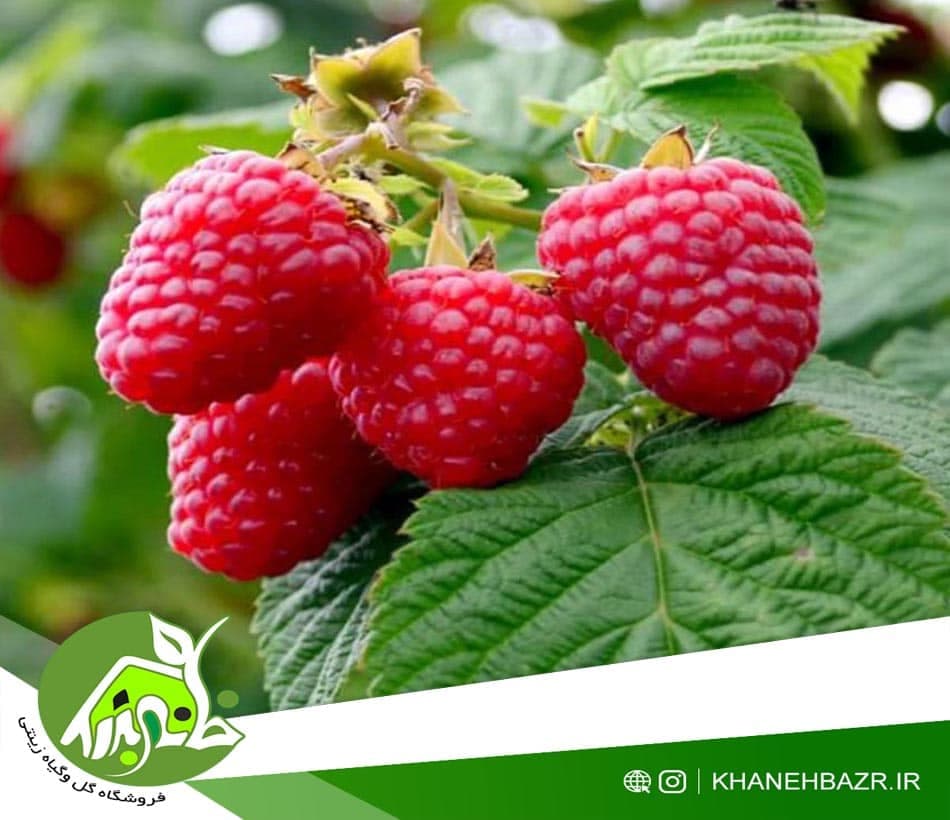 بذر میوه رازبری قرمز یا رز بری قرمز